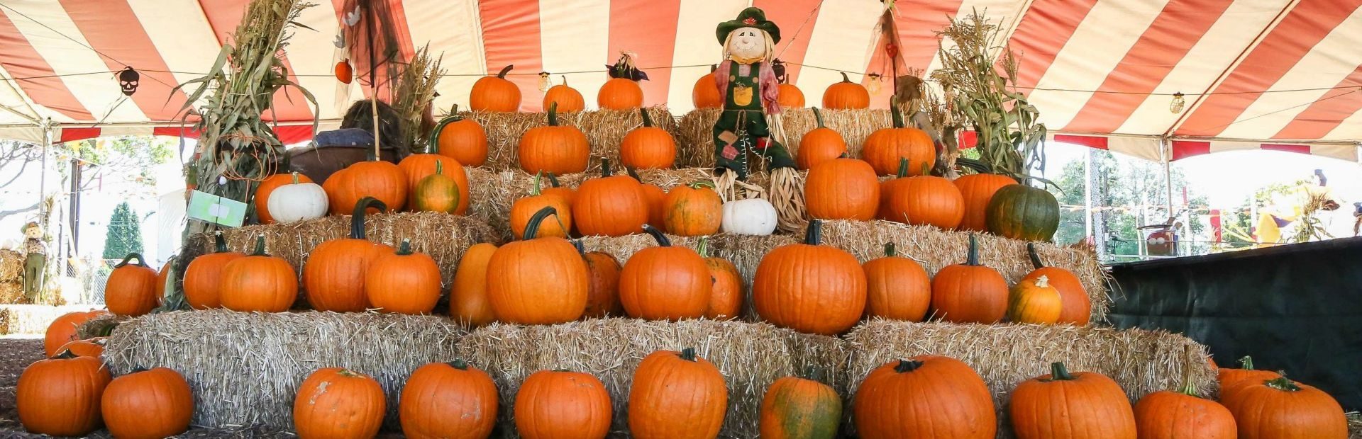 Big Wave Dave's Pumpkin Patch