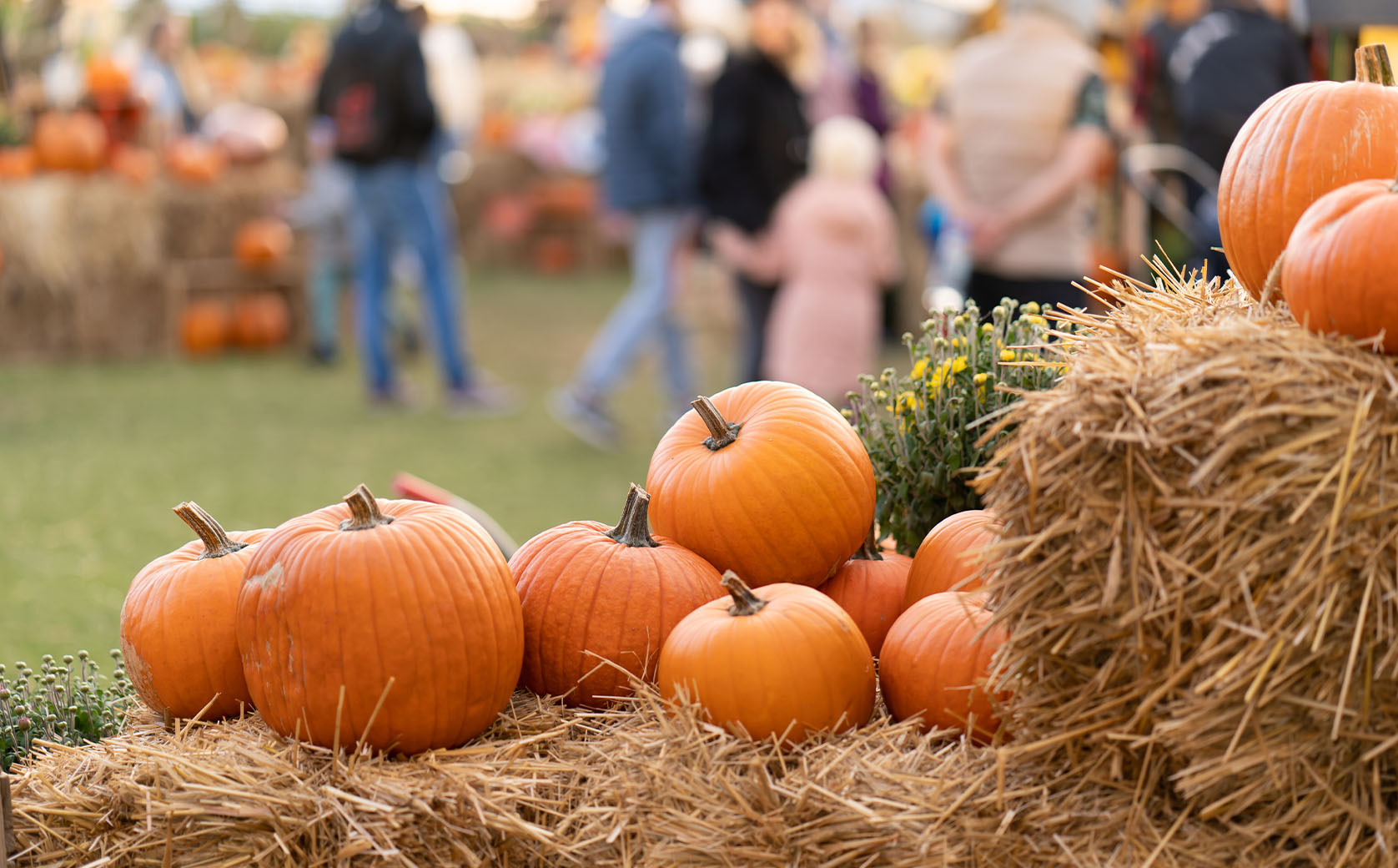Fall Festival